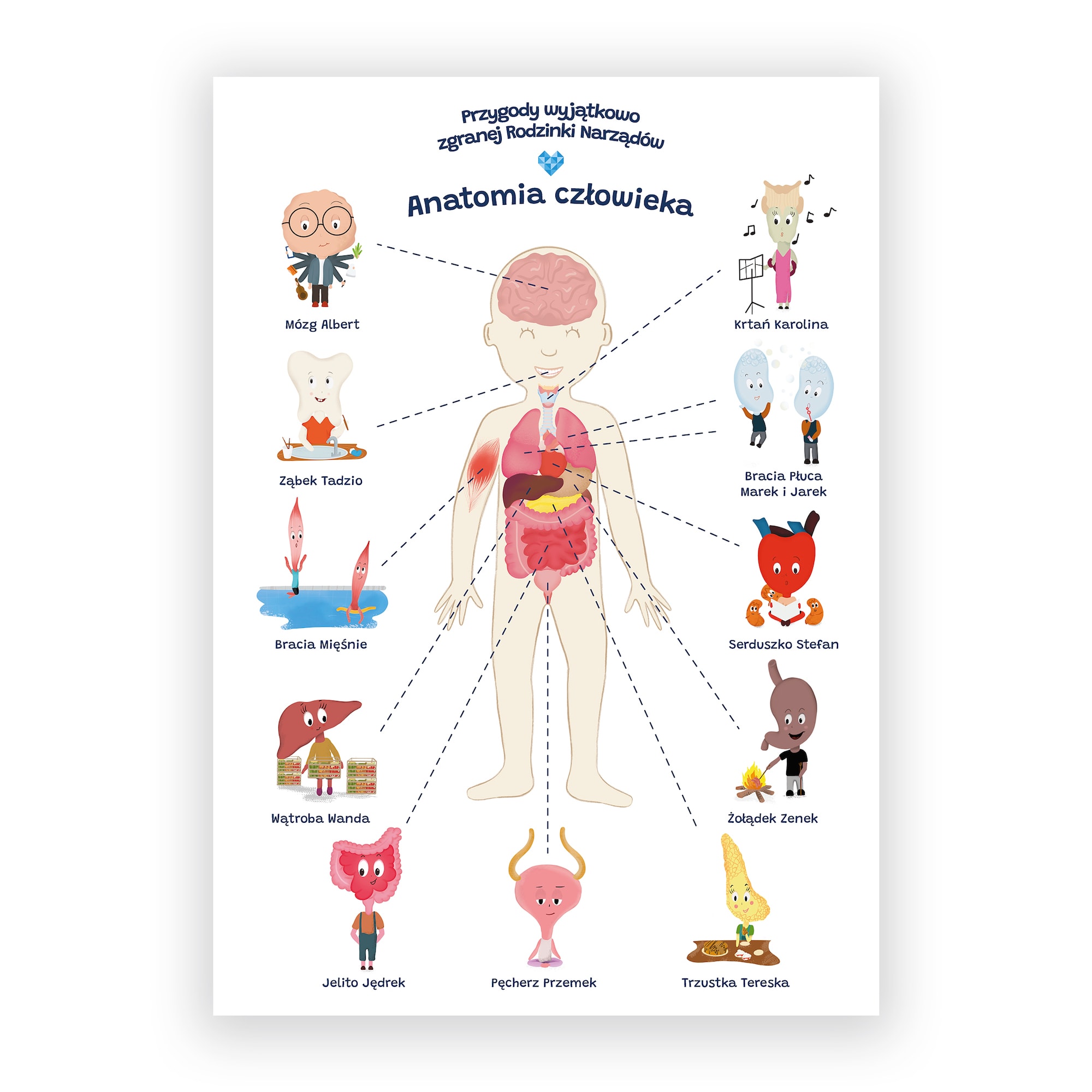 Plakat Edukacyjny Anatomia Człowieka Dla Dziecka Format A2 Sklep Biomedica 5972